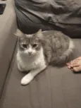 Joaquim
