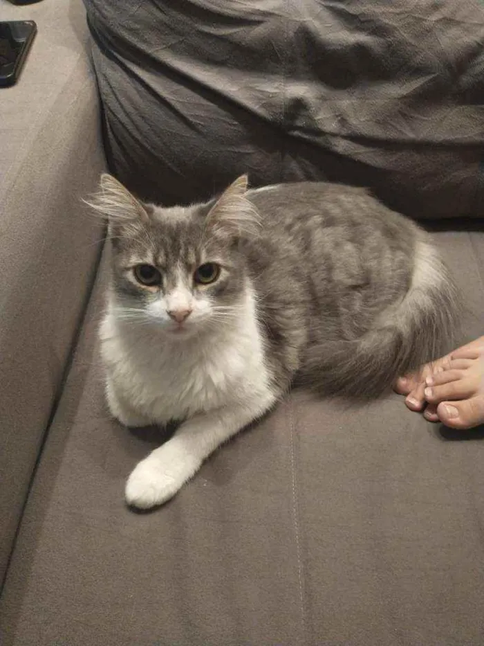 Gato ra a SRD idade 1 ano nome Joaquim