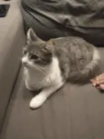 Joaquim
