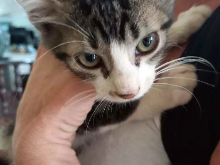 Gato raça Indefinida idade 2 a 6 meses nome Sem nome