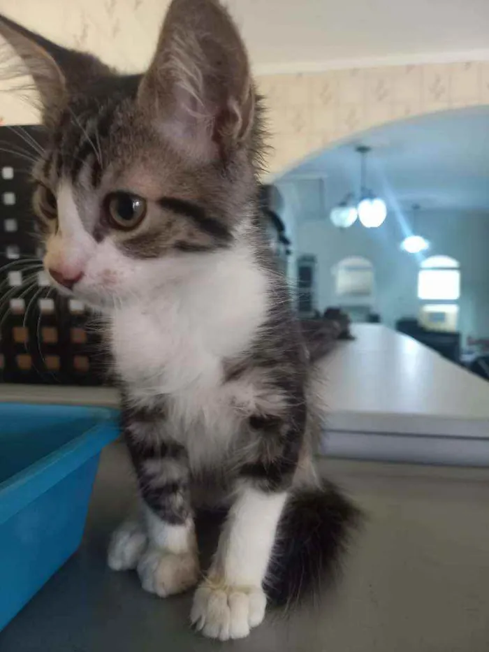 Gato raça Indefinida idade 2 a 6 meses nome Sem nome