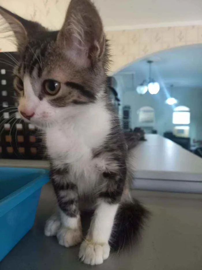 Gato ra a indefinida idade 2 a 6 meses nome Sem nome