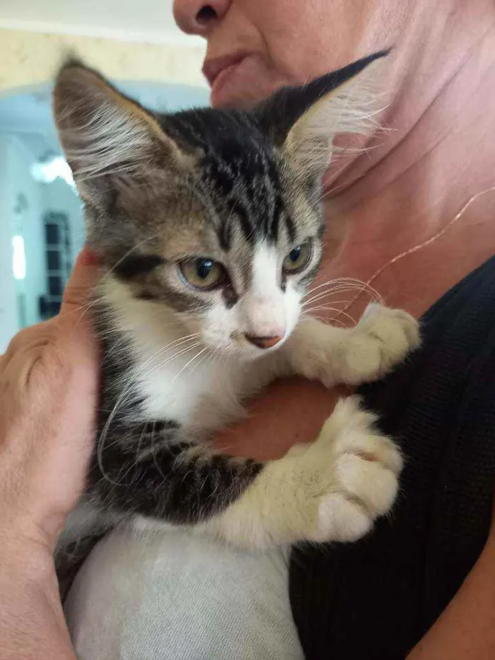 Gato ra a indefinida idade 2 a 6 meses nome Sem nome