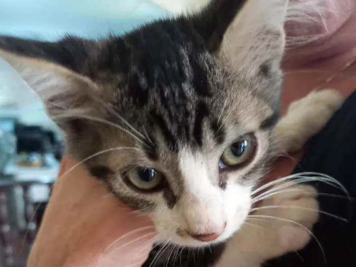 Gato ra a indefinida idade 2 a 6 meses nome Sem nome