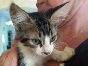 Gato raça indefinida idade 2 a 6 meses nome Sem nome