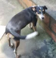 Pretinha