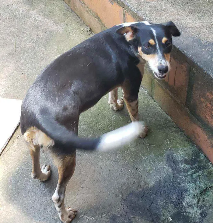 Cachorro ra a Indefinida  idade 3 anos nome Pretinha