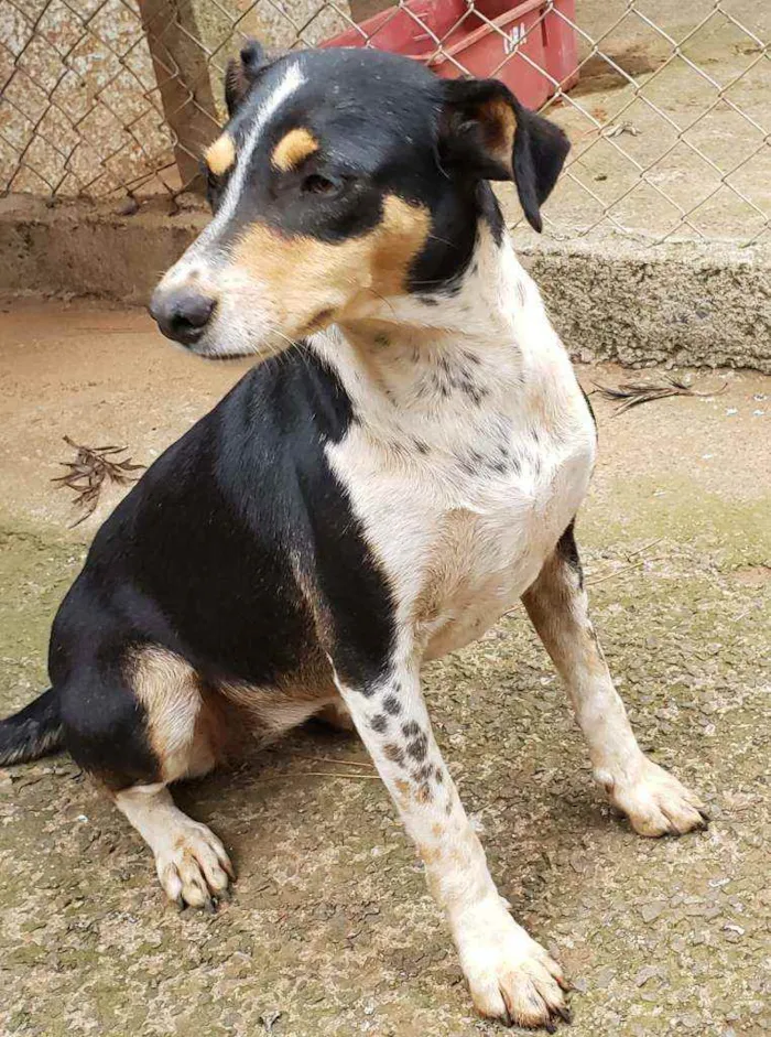Cachorro ra a Indefinida  idade 3 anos nome Pretinha