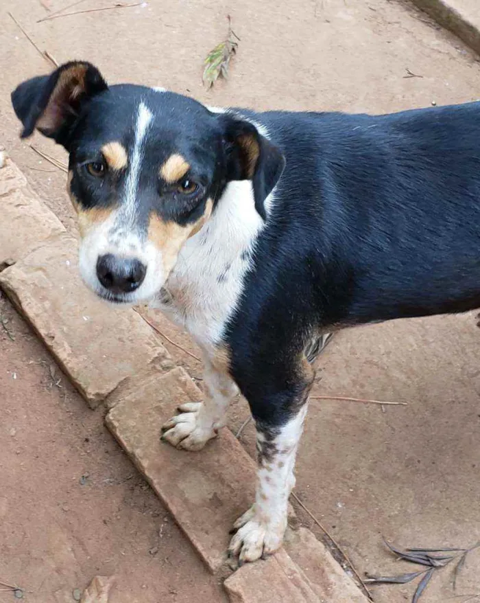Cachorro ra a Indefinida  idade 3 anos nome Pretinha