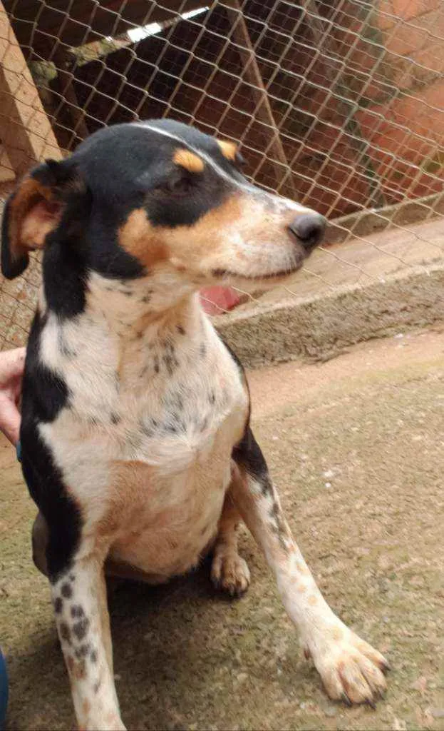 Cachorro ra a Indefinida  idade 3 anos nome Pretinha