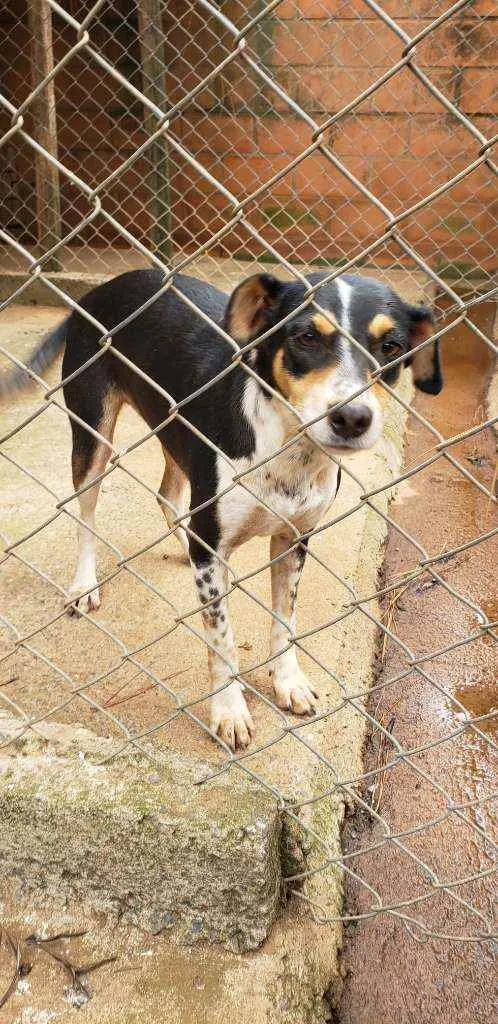 Cachorro ra a Indefinida  idade 3 anos nome Pretinha