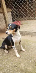Pretinha
