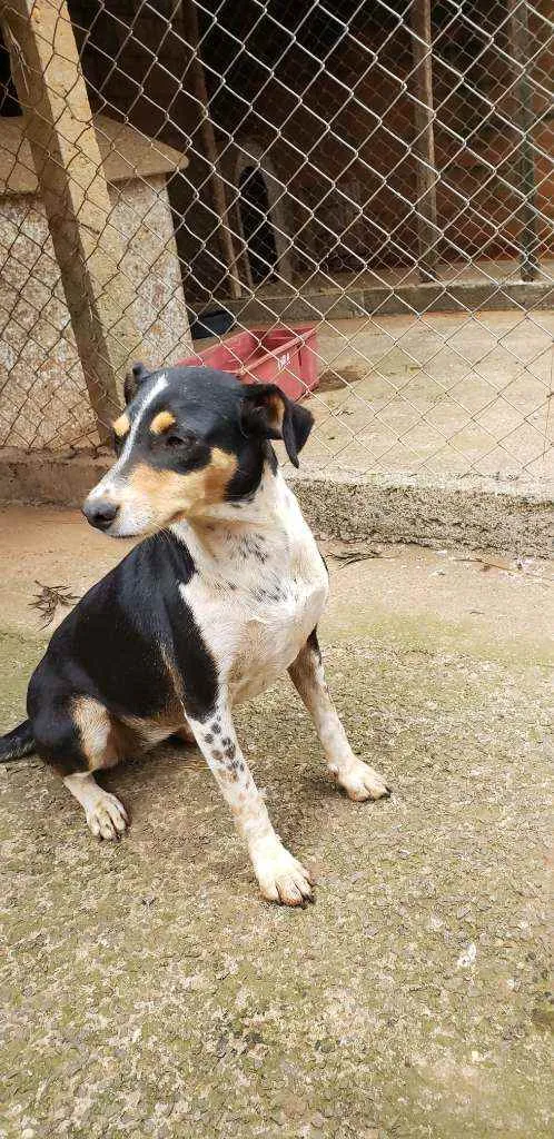 Cachorro ra a Indefinida  idade 3 anos nome Pretinha