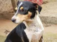 Pretinha