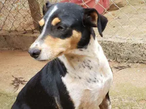 Cachorro raça Indefinida  idade 3 anos nome Pretinha