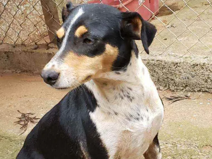 Cachorro ra a Indefinida  idade 3 anos nome Pretinha