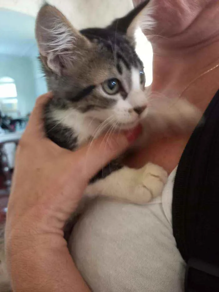 Gato ra a Sem raça definida (SRD) idade 2 a 6 meses nome Sem nome