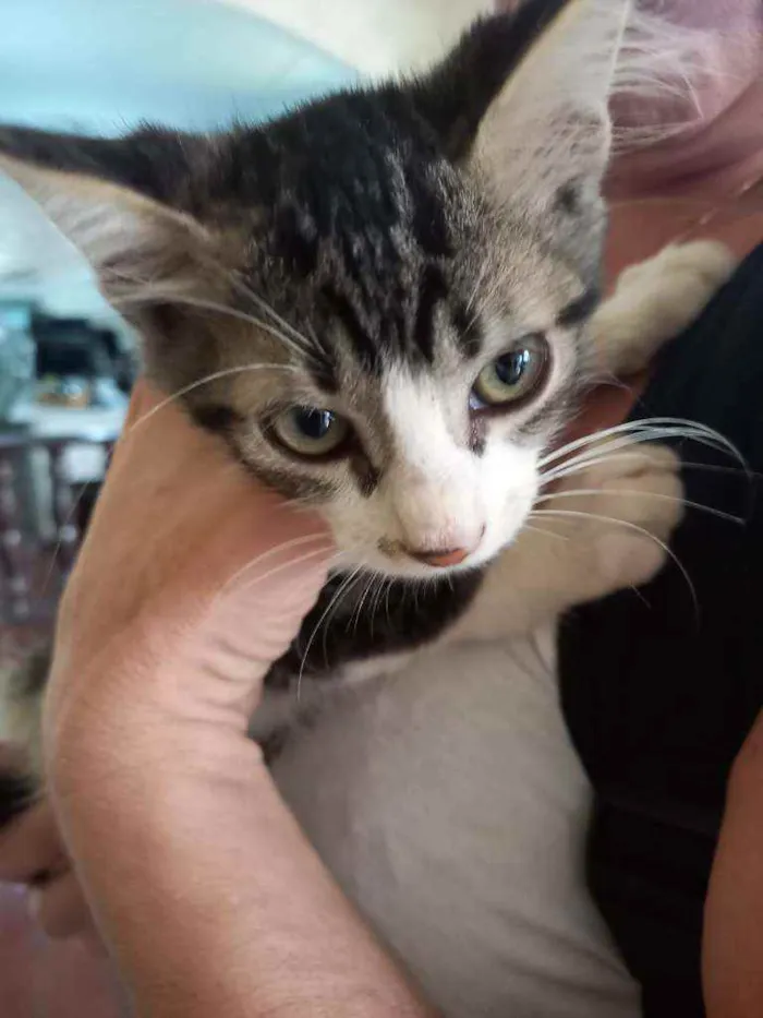 Gato ra a Sem raça definida (SRD) idade 2 a 6 meses nome Sem nome