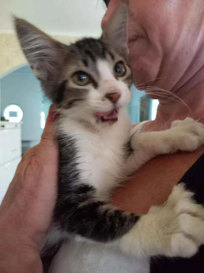 Gato ra a Sem raça definida (SRD) idade 2 a 6 meses nome Sem nome