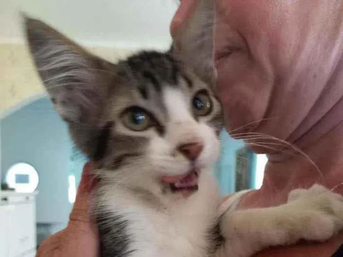 Gato ra a Sem raça definida (SRD) idade 2 a 6 meses nome Sem nome