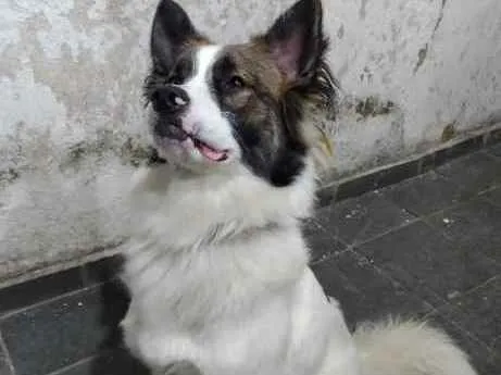 Cachorro ra a Mestiço  idade 1 ano nome Wenddy 