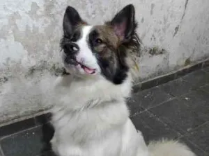 Cachorro raça Mestiço  idade 1 ano nome Wenddy 