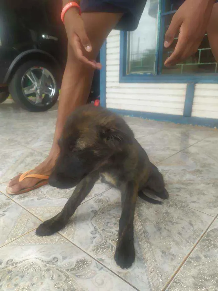 Cachorro ra a Mutt idade 2 a 6 meses nome Show, Igret 