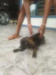 Show, Igret 