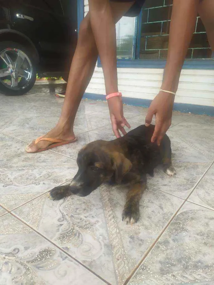 Cachorro ra a Mutt idade 2 a 6 meses nome Show, Igret 