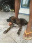 Show, Igret 