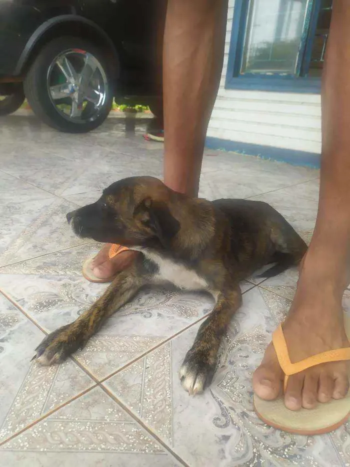 Cachorro ra a Mutt idade 2 a 6 meses nome Show, Igret 
