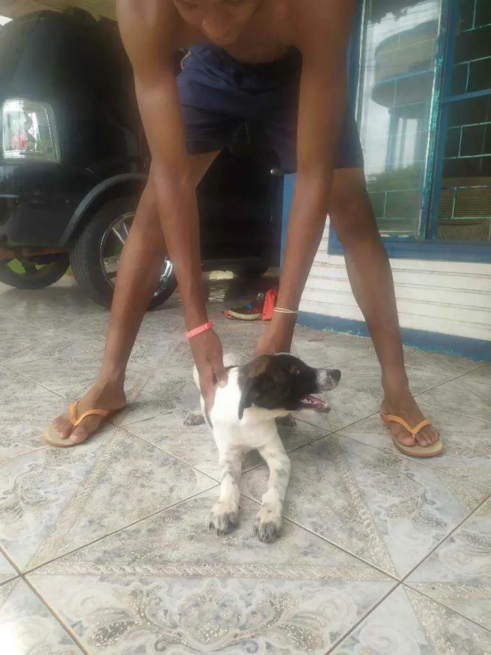 Cachorro ra a Mutt idade 2 a 6 meses nome Show, Igret 