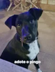 Pingo