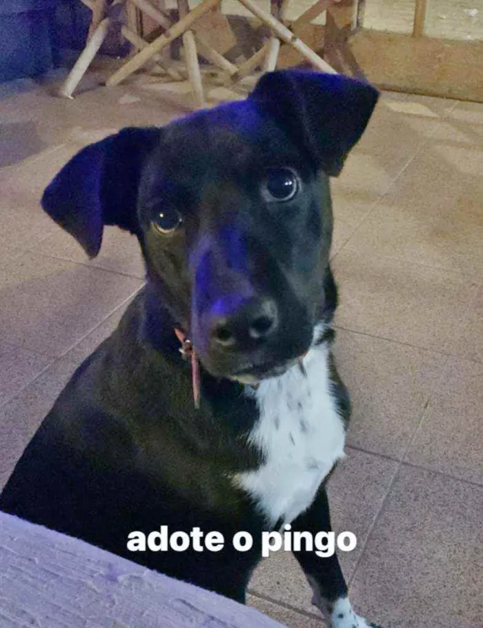 Cachorro ra a SRD idade 7 a 11 meses nome Pingo
