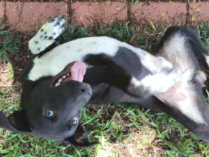 Cachorro raça SRD idade 7 a 11 meses nome Pingo
