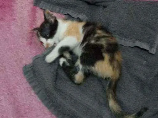 Gato ra a SRD idade Abaixo de 2 meses nome Mimosa