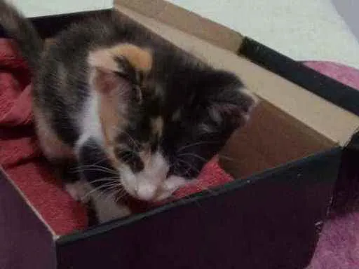 Gato ra a SRD idade Abaixo de 2 meses nome Mimosa
