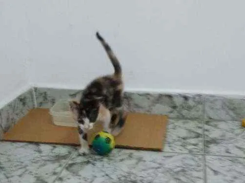 Gato ra a SRD idade Abaixo de 2 meses nome Mimosa