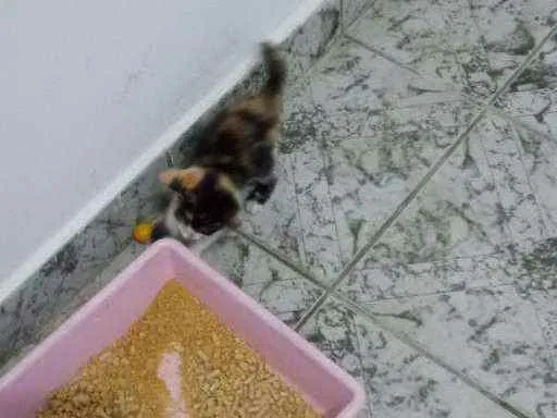 Gato ra a SRD idade Abaixo de 2 meses nome Mimosa
