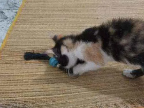 Gato ra a SRD idade Abaixo de 2 meses nome Mimosa