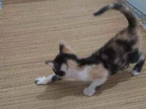 Gato ra a SRD idade Abaixo de 2 meses nome Mimosa