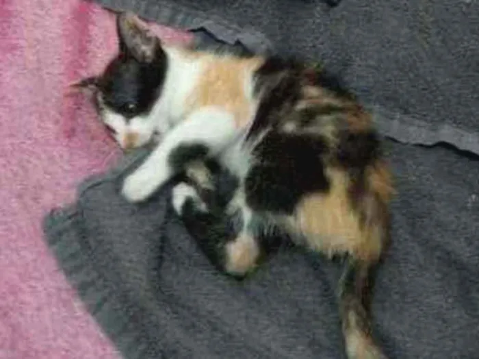Gato ra a SRD idade Abaixo de 2 meses nome Mimosa
