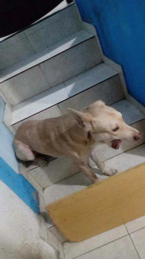 Cachorro ra a Sem raça definida idade  nome Thor