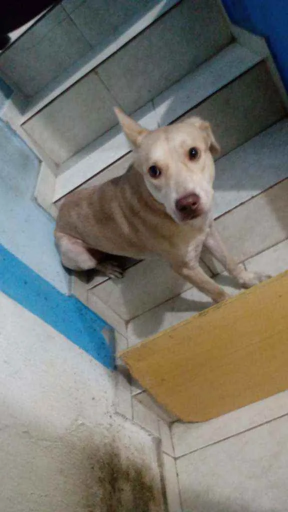 Cachorro ra a Sem raça definida idade  nome Thor