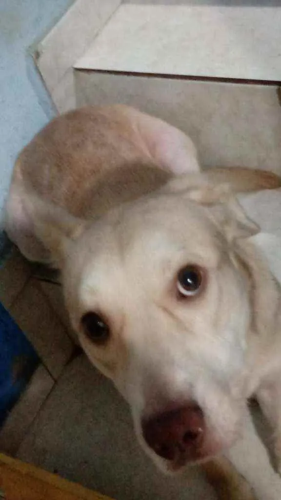 Cachorro ra a Sem raça definida idade  nome Thor