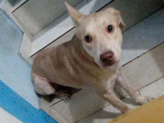 Cachorro ra a Sem raça definida idade  nome Thor