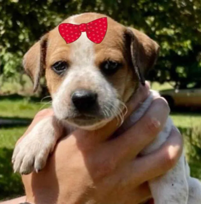 Cachorro ra a Mestiça  idade Abaixo de 2 meses nome Sofia 