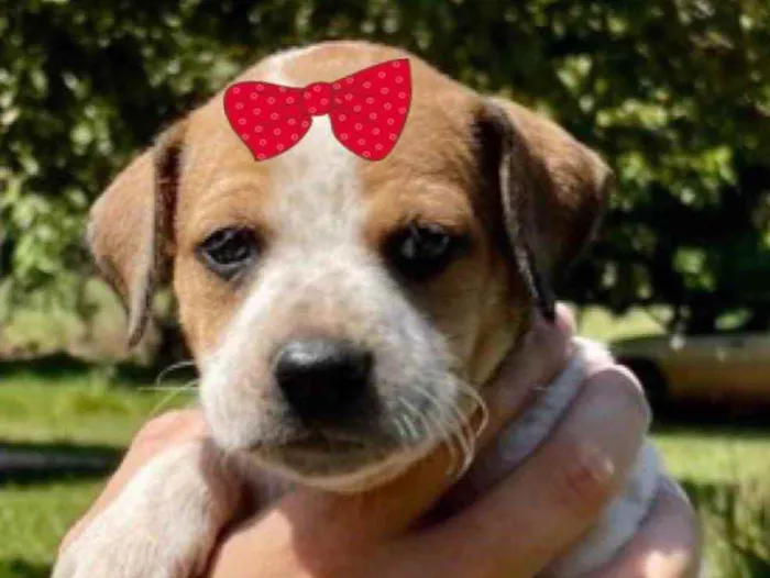 Cachorro ra a Mestiça  idade Abaixo de 2 meses nome Sofia 