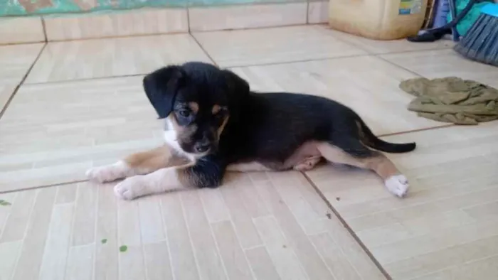 Cachorro ra a Vira lata idade Abaixo de 2 meses nome Sem nome