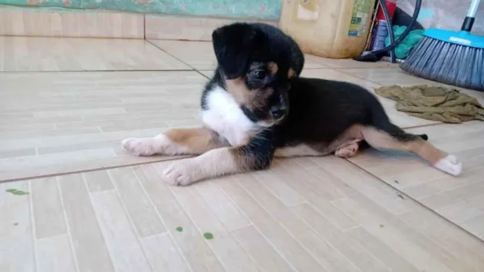 Cachorro ra a Vira lata idade Abaixo de 2 meses nome Sem nome